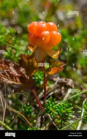 Attēlu rezultāti vaicājumam “Rubus chamaemorus flower”