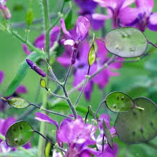 Image result for Lunaria annua