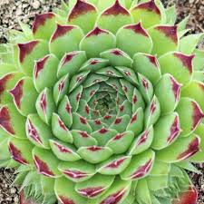 Attēlu rezultāti vaicājumam “Campylophyllum calcareum”