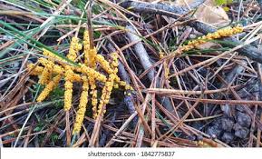 Attēlu rezultāti vaicājumam “Metatrichia sp.”