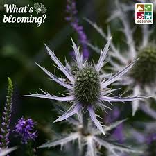Attēlu rezultāti vaicājumam “Eryngium planum fruit”