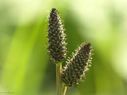 Attēlu rezultāti vaicājumam “Plantago lanceolata bud”