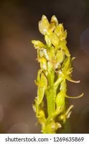 Attēlu rezultāti vaicājumam “Hammarbya paludosa”