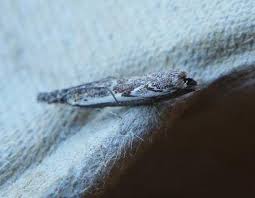 Attēlu rezultāti vaicājumam “Platytes alpinella”