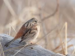 Image result for Emberiza leucocephalos
