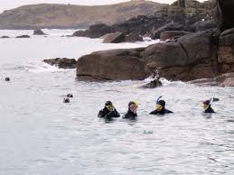 Image result for Wyndley Seals Snorkelling Club