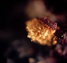 Attēlu rezultāti vaicājumam “Trichia longipalpis macro”