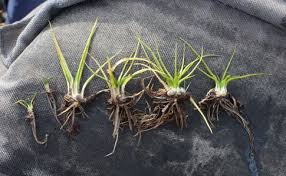 Attēlu rezultāti vaicājumam “Isoetes echinospora leaf”