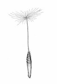 Attēlu rezultāti vaicājumam “Taraxacum officinale aggr. fruit”