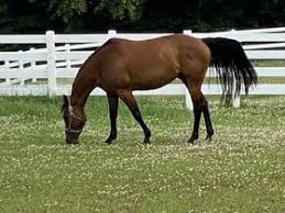 Image result for Cliff Hatch Stables