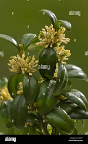 Attēlu rezultāti vaicājumam “Buxus sempervirens flower”