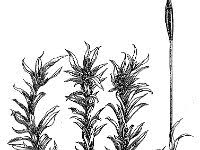 Attēlu rezultāti vaicājumam “Barbula unguiculata”