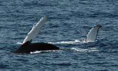 Image result for Megaptera novaeangliae