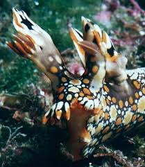 ผลการค้นหารูปภาพสำหรับ Bornella Anguilla