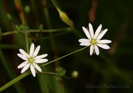 Attēlu rezultāti vaicājumam “Stellaria palustris”