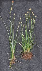 Attēlu rezultāti vaicājumam “Rhynchospora alba fruit”