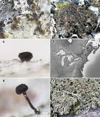 Attēlu rezultāti vaicājumam “Athelia arachnoidea”