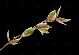 Attēlu rezultāti vaicājumam “Melica nutans flower”