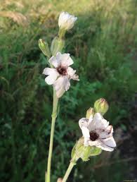 Attēlu rezultāti vaicājumam “Microbotryum tragopogonis - pratensis”