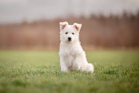 Afbeeldingsresultaat voor honden