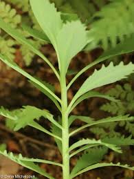 Attēlu rezultāti vaicājumam “Hylotelephium telephium leaf”