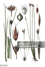 Attēlu rezultāti vaicājumam “Schoenus ferrugineus fruit”