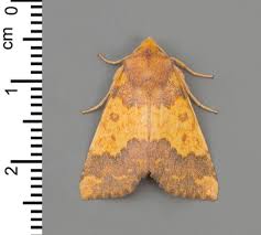 Attēlu rezultāti vaicājumam “Anticollix sparsata”