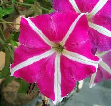 Image result for Petunia hybrida