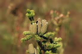 Attēlu rezultāti vaicājumam “Abies sibirica”