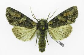 Attēlu rezultāti vaicājumam “Lacanobia contigua”