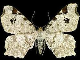 Attēlu rezultāti vaicājumam “Macaria notata”