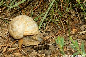 Attēlu rezultāti vaicājumam “Helix pomatia”