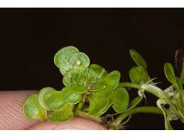 Attēlu rezultāti vaicājumam “Callitrichaceae”