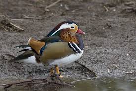 Attēlu rezultāti vaicājumam “Aix galericulata”