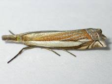 Attēlu rezultāti vaicājumam “Crambus silvella”