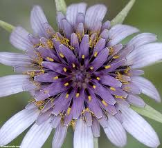 Attēlu rezultāti vaicājumam “Tragopogon heterospermus flower”