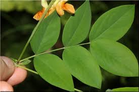 Attēlu rezultāti vaicājumam “Lathyrus laevigatus”