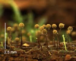 Attēlu rezultāti vaicājumam “Cribraria splendens”