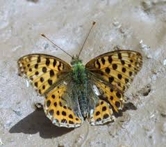 Attēlu rezultāti vaicājumam “Issoria lathonia”