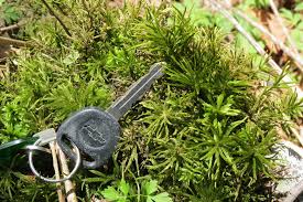 Attēlu rezultāti vaicājumam “Climacium dendroides sporophyte”