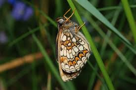 Attēlu rezultāti vaicājumam “Mellicta athalia”