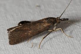 Attēlu rezultāti vaicājumam “Hypochalcia ahenella”