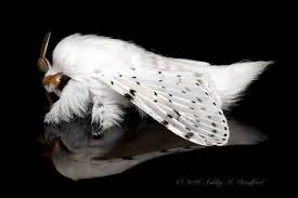 Attēlu rezultāti vaicājumam “Cribraria violacea stalked”