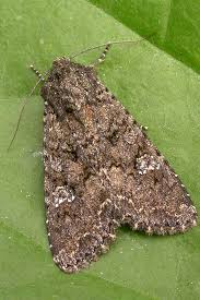 Attēlu rezultāti vaicājumam “Mamestra brassicae pupa”