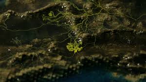 Attēlu rezultāti vaicājumam “Physarum nitens young”