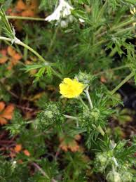 Image result for Potentilla argentea