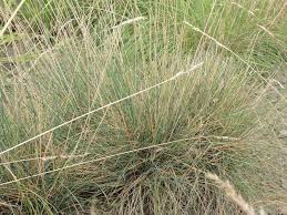 Attēlu rezultāti vaicājumam “Festuca psammophila”