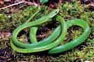 Rough Green Snake Care Sheet