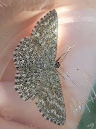 Attēlu rezultāti vaicājumam “Scopula immorata”