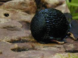 Attēlu rezultāti vaicājumam “Arion rufus”